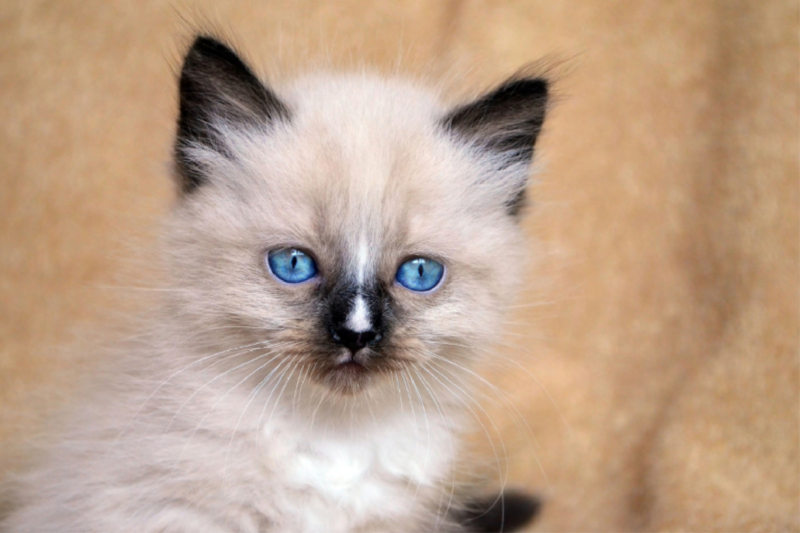 Ragdoll Mix