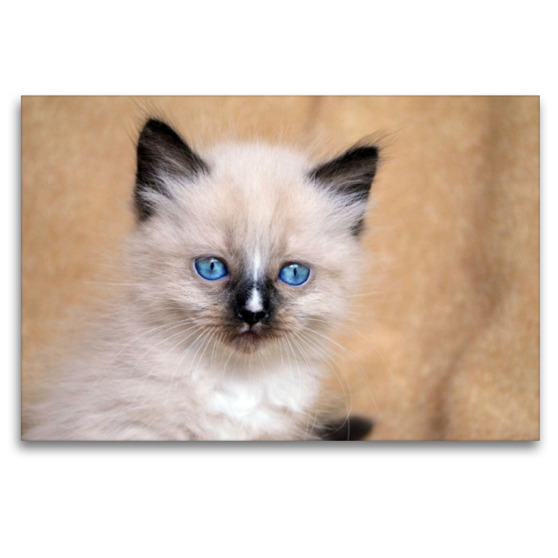 Ragdoll Mix