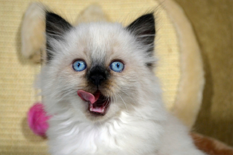 Ragdoll Mix