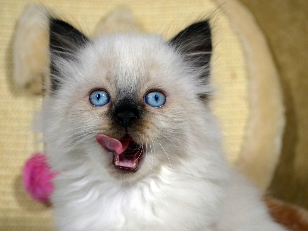 Ragdoll Mix