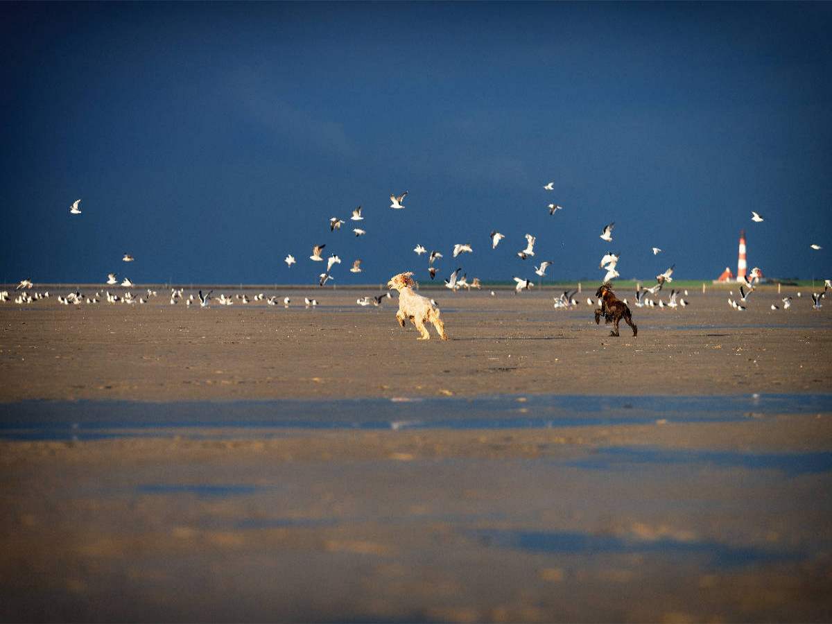 Afghanen jagen Möwen am Strand von Sankt Peter-Ording