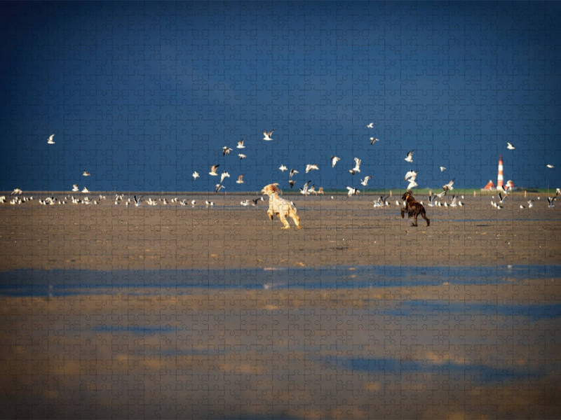 Afghanen jagen Möwen am Strand von Sankt Peter-Ording