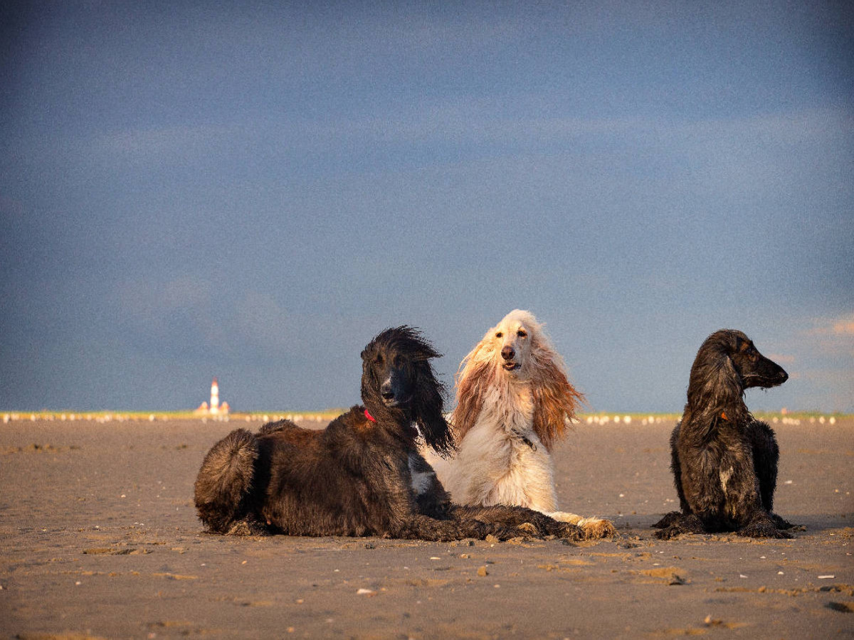 Afghanische Windhunde liegen am Strand in Sankt Peter-Ording