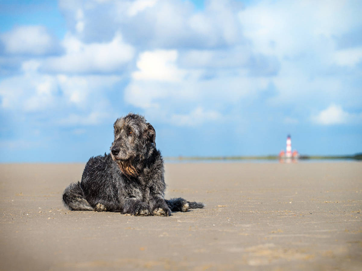 Irischer Wolfshund liegt am Strand
