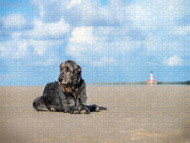 Irischer Wolfshund liegt am Strand