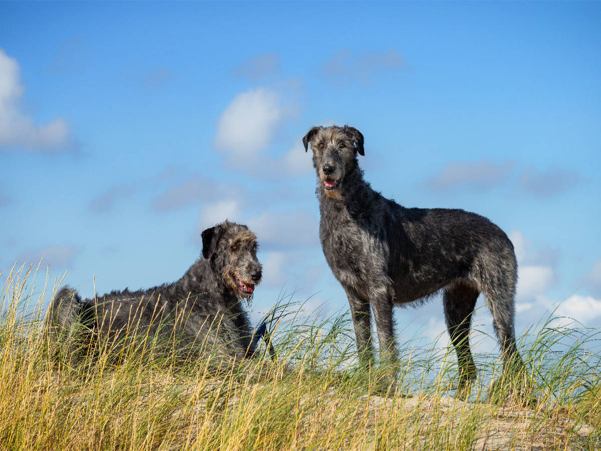 Irische Wolfshunde stehen auf einer Düne