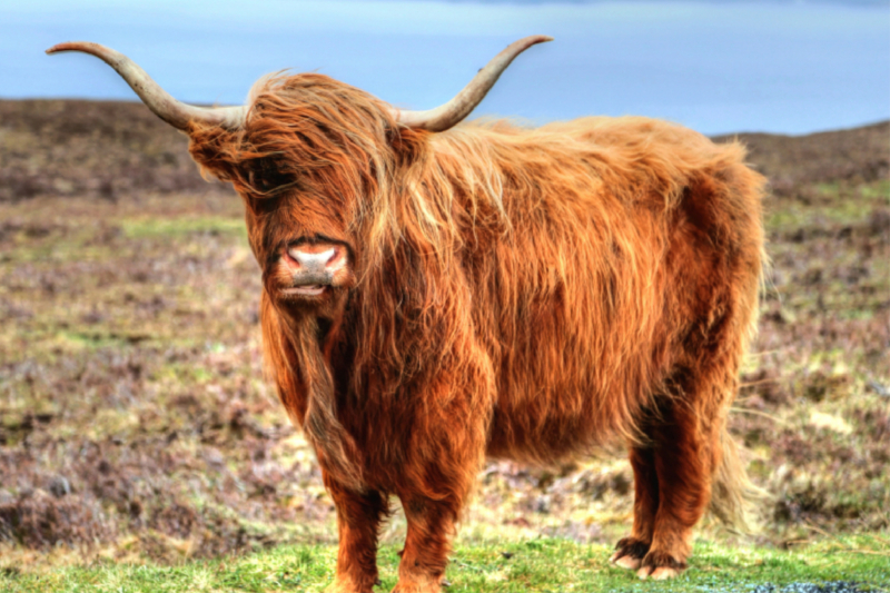 Highland Cattle