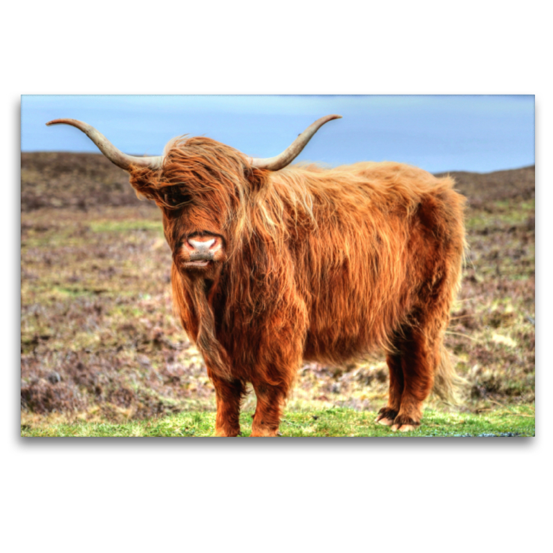 Highland Cattle