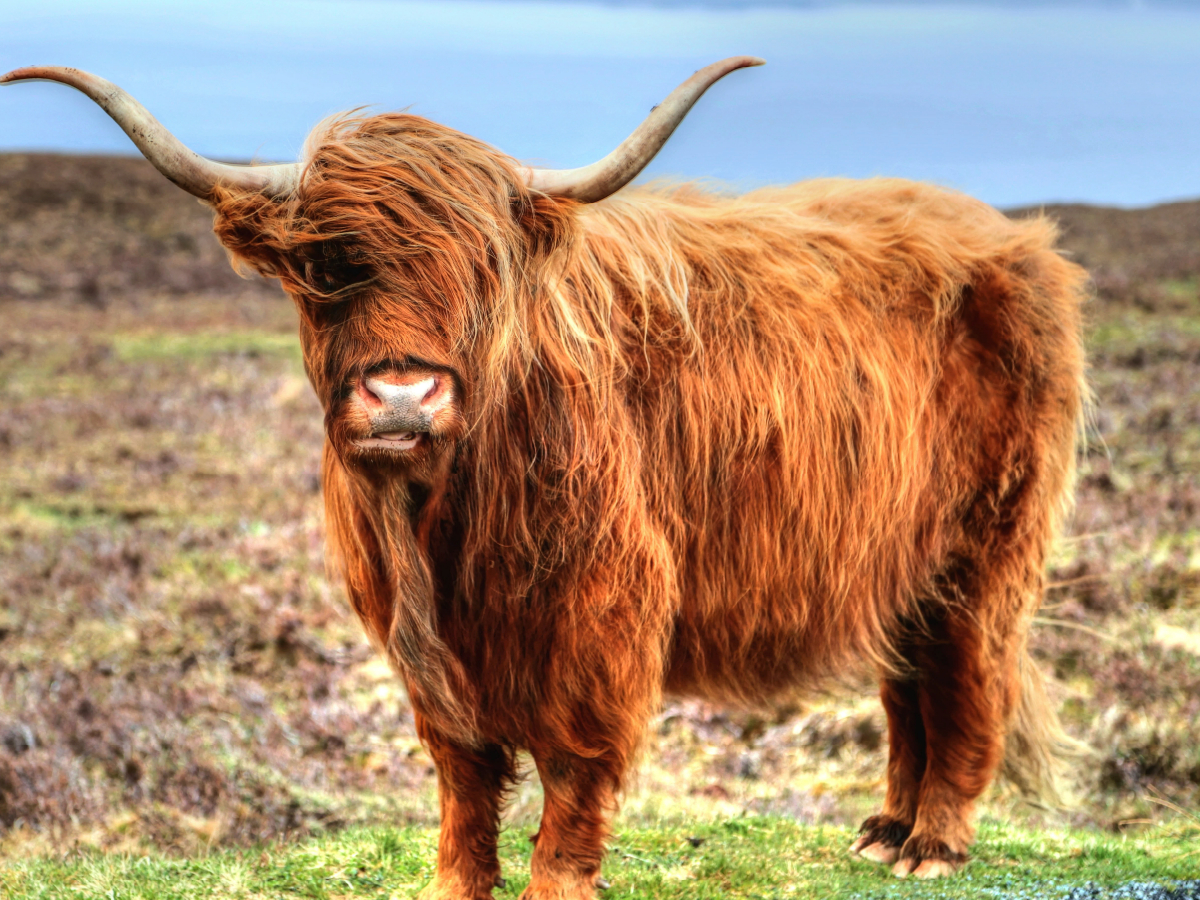 Highland Cattle