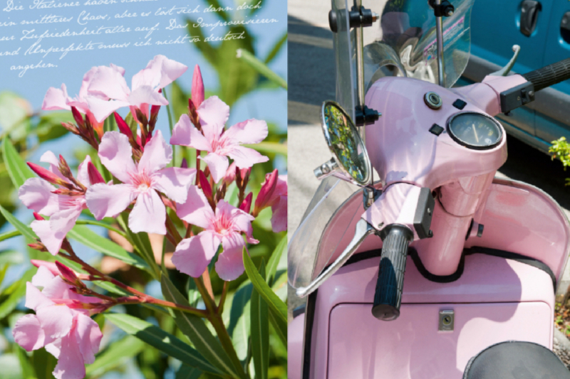 Rosa Vespa und Oleander