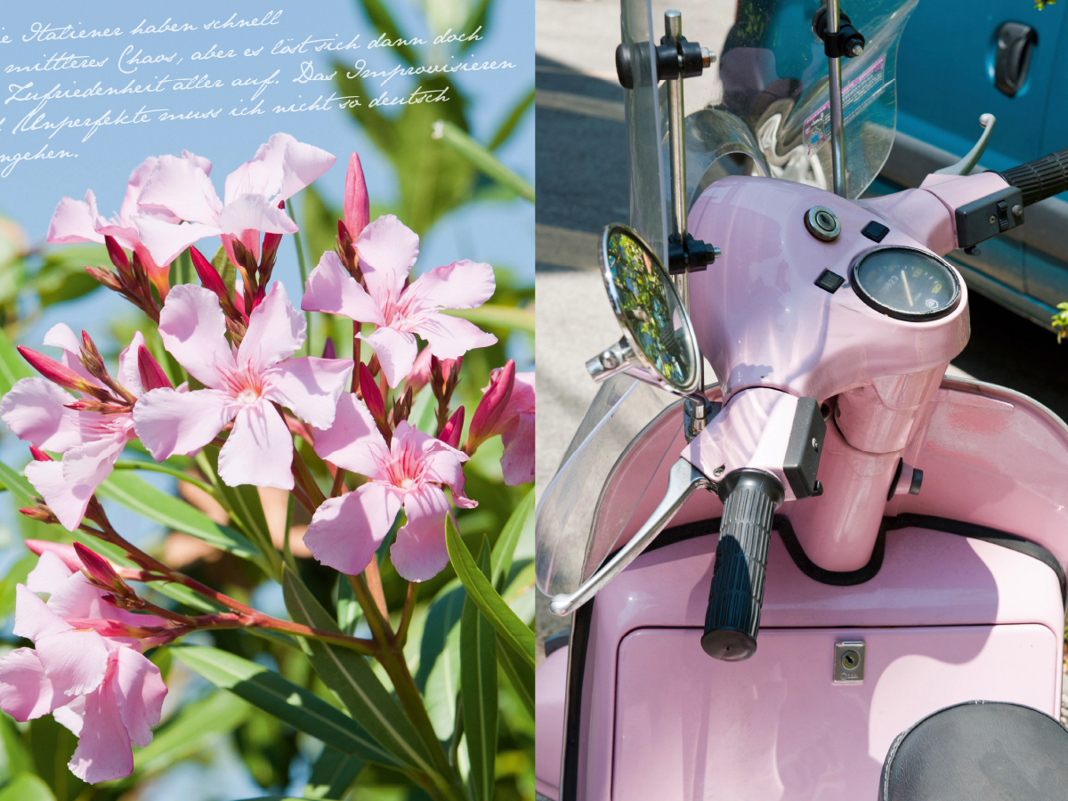 Rosa Vespa und Oleander