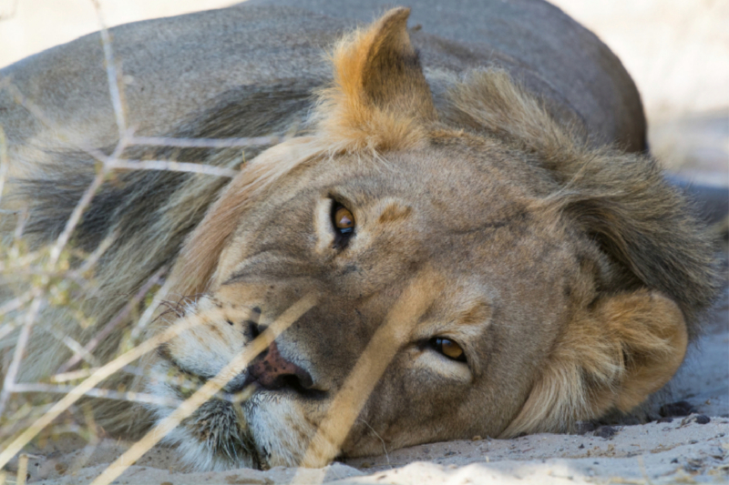 Löwe (Panthera leo)