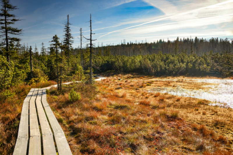 Hochmoor zwischen den Schachten im Bayerischen Wald