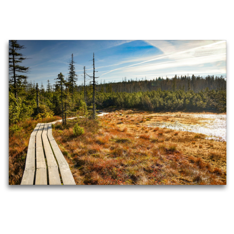 Hochmoor zwischen den Schachten im Bayerischen Wald