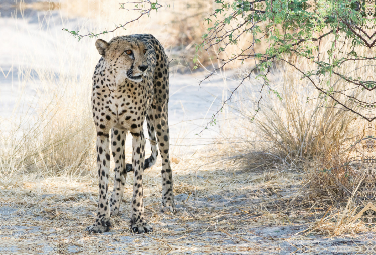 Gepard in der Central Kalahari, Botswana