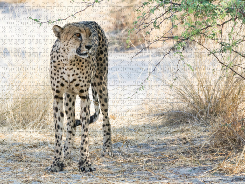 Gepard in der Central Kalahari, Botswana