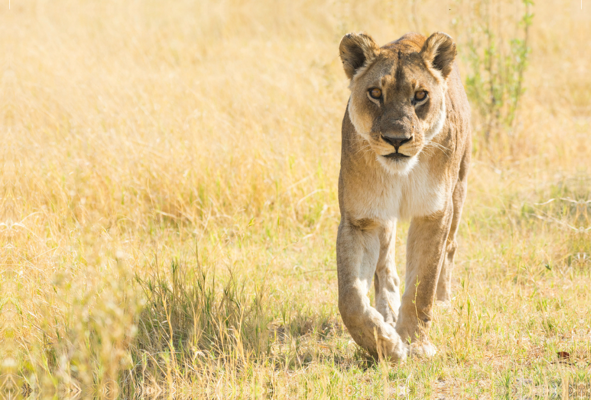 Löwe im Moremi Nationalpark, Botswana