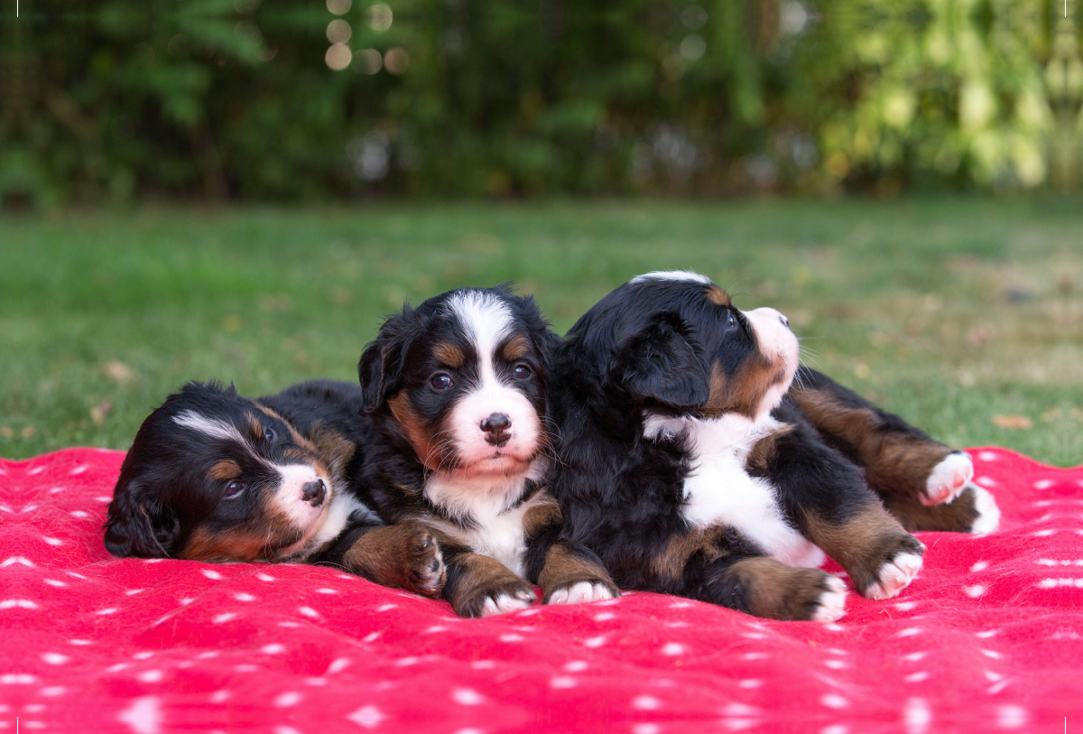 Niedliche Berner Sennenhund Welpen