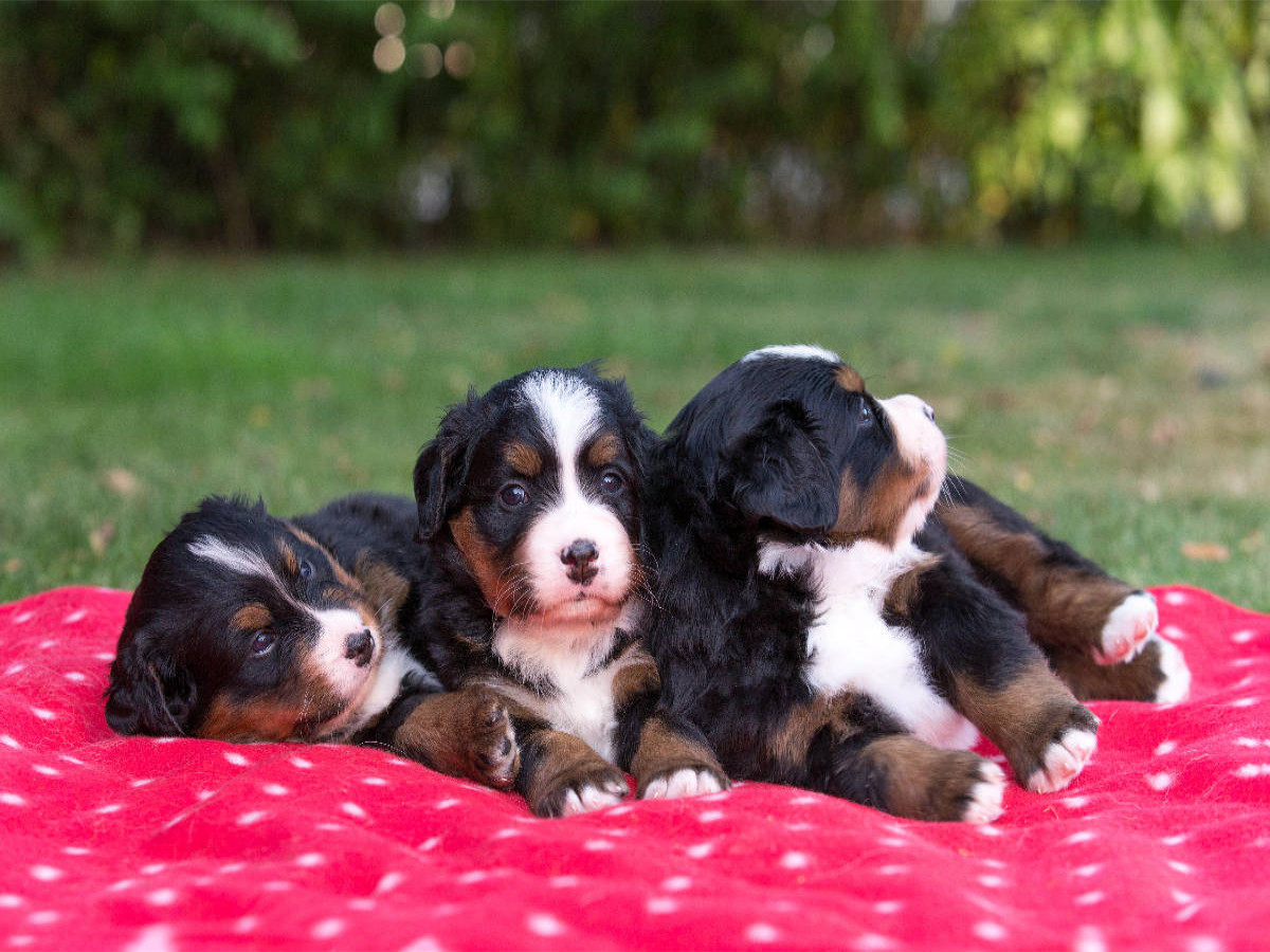 Niedliche Berner Sennenhund Welpen