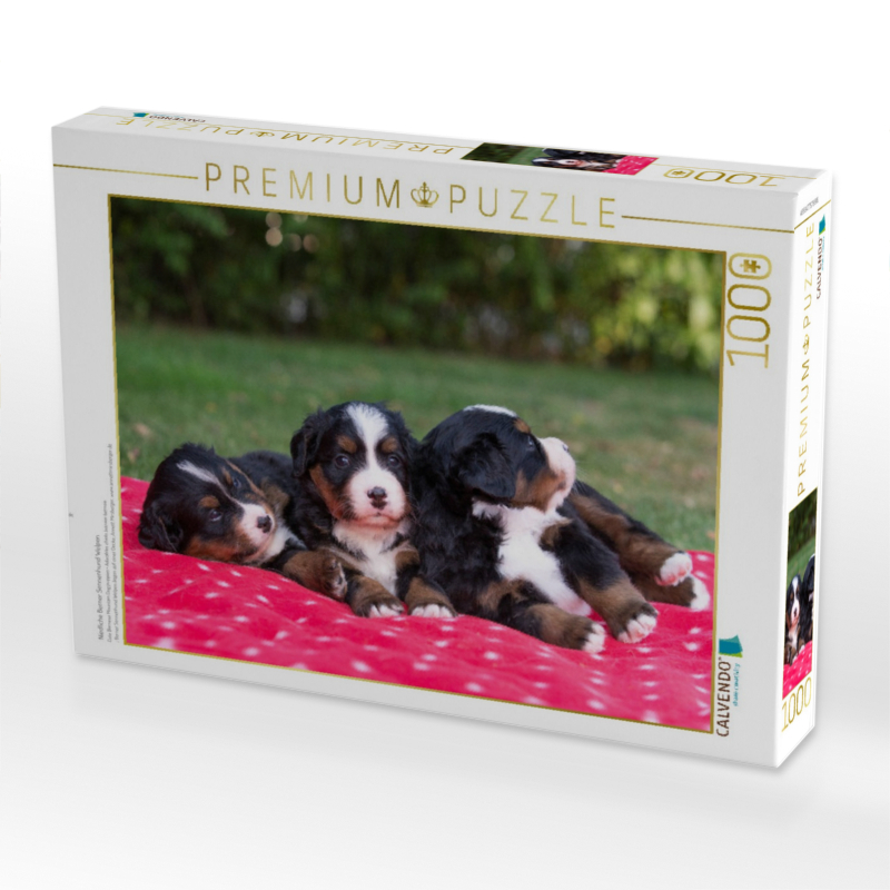 Niedliche Berner Sennenhund Welpen