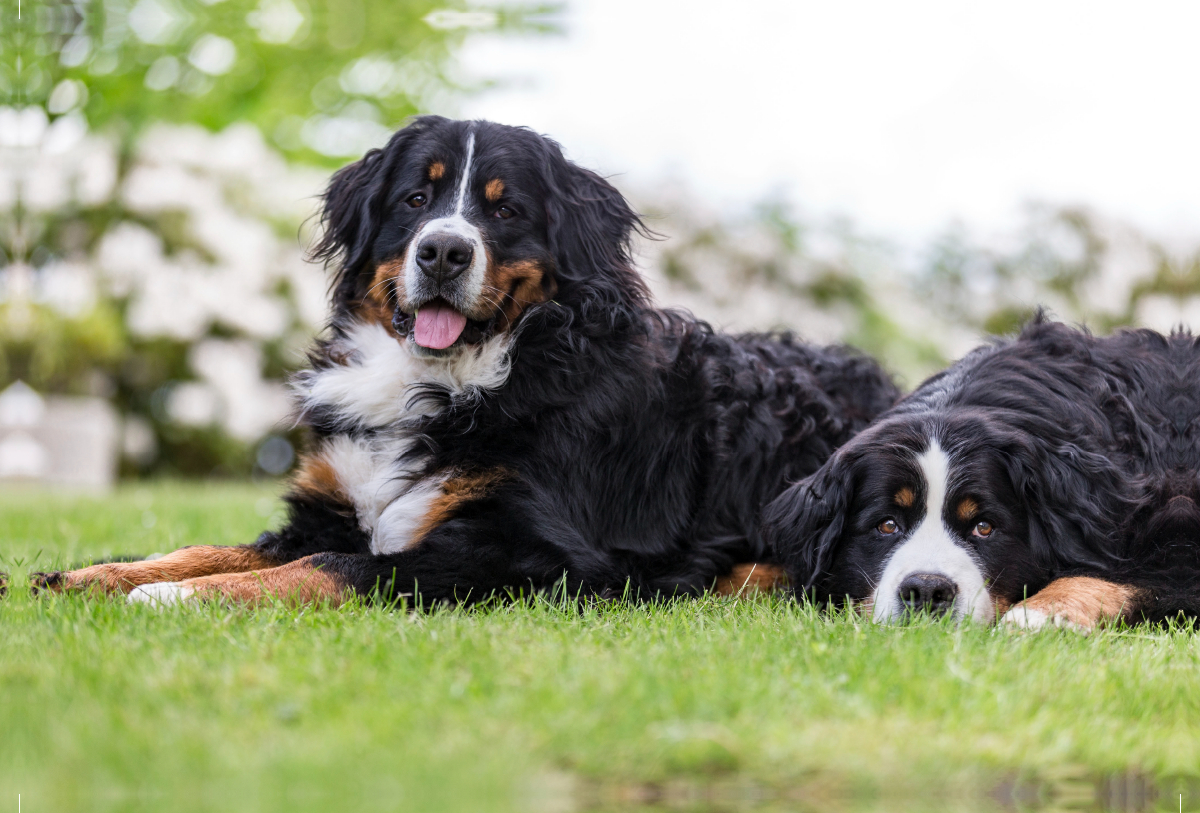 Berner Sennenhunde im Frühling