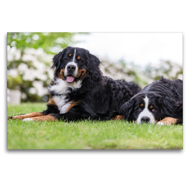 Berner Sennenhunde im Frühling