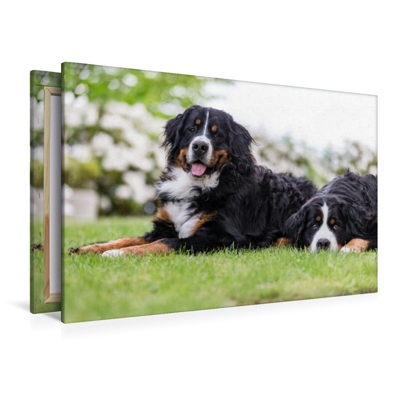 Berner Sennenhunde im Frühling