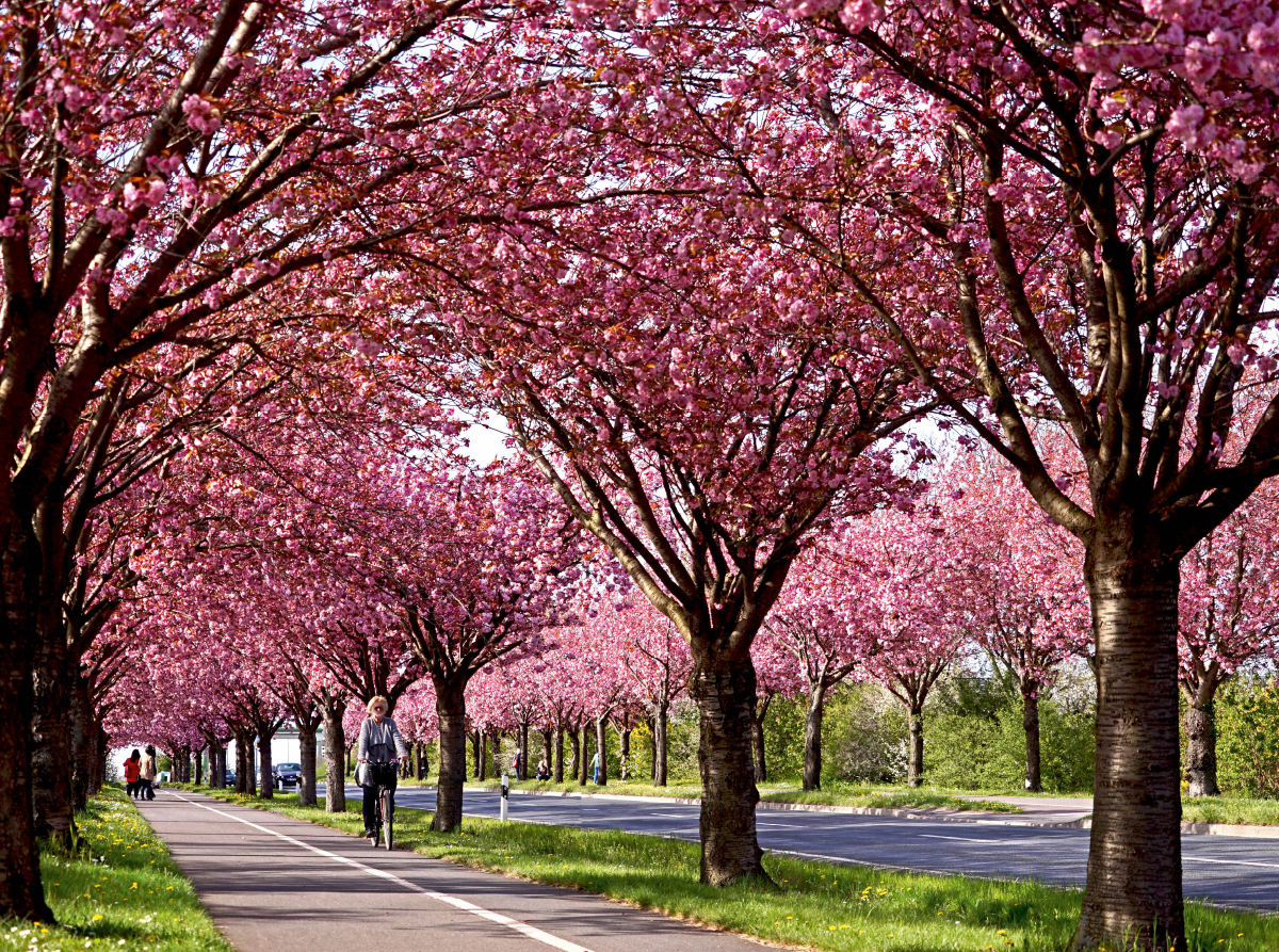 Kirschblüte im Magdeburger Holzweg