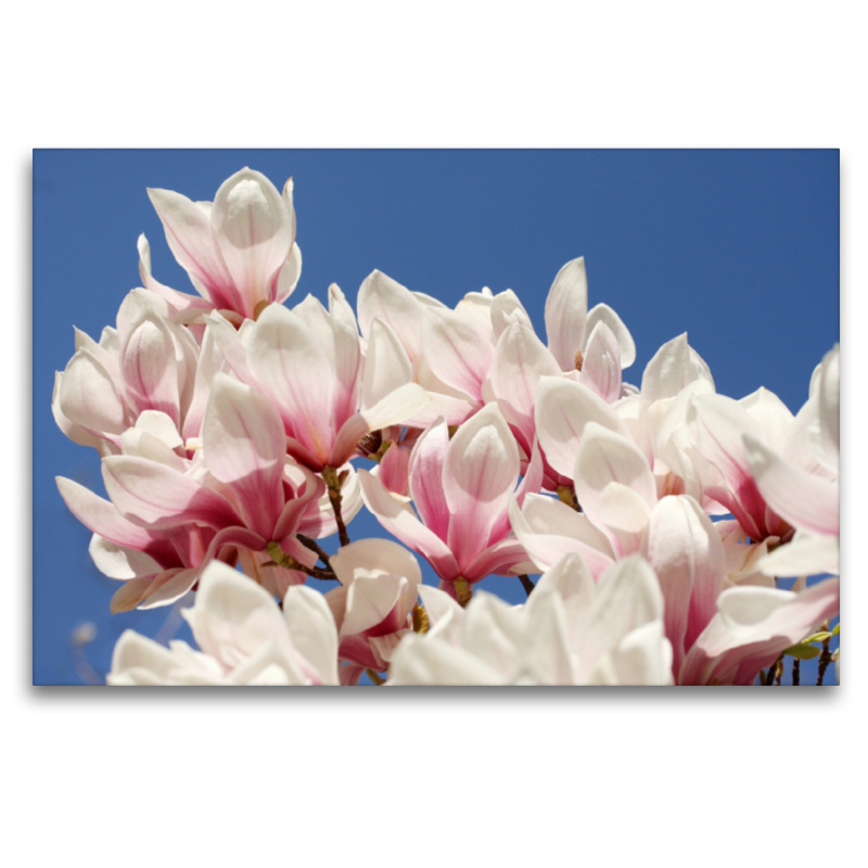 Magnolien