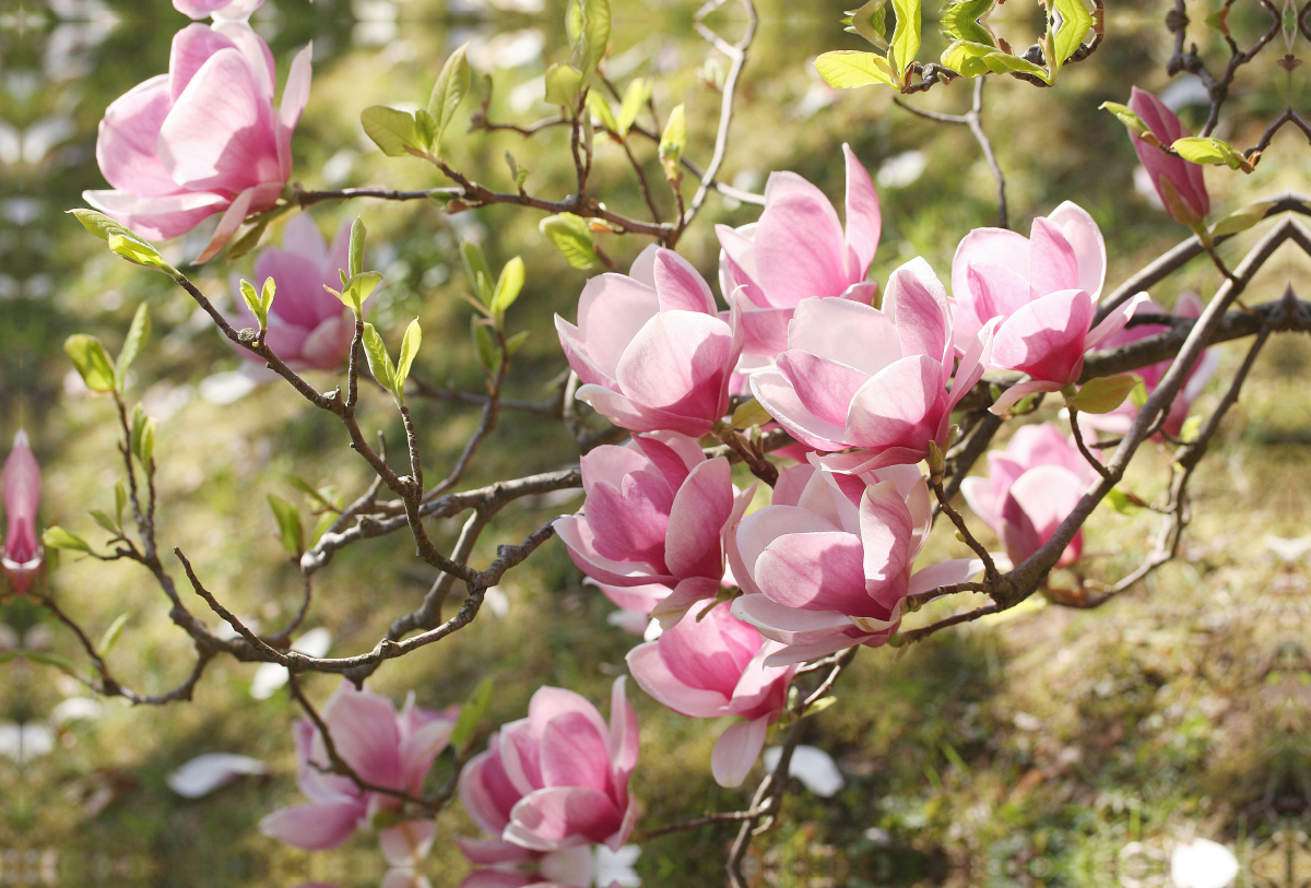 Magnolienzweig