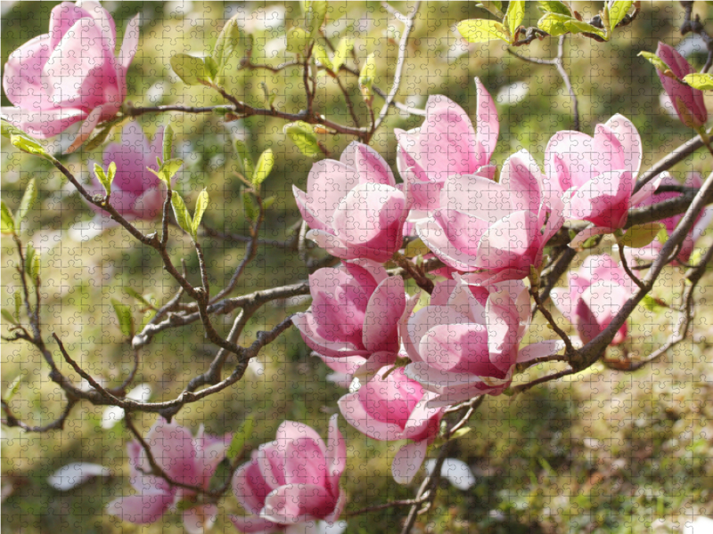 Magnolienzweig