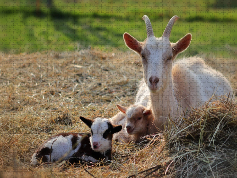 Ziegenmutter und zwei Zicklein
