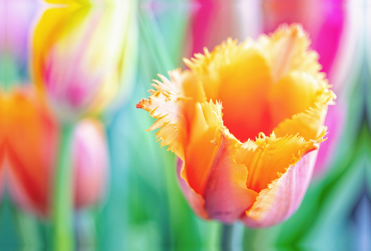 Ein Motiv aus dem Kalender TULPE Farbenprächtige Frühlingsbotin