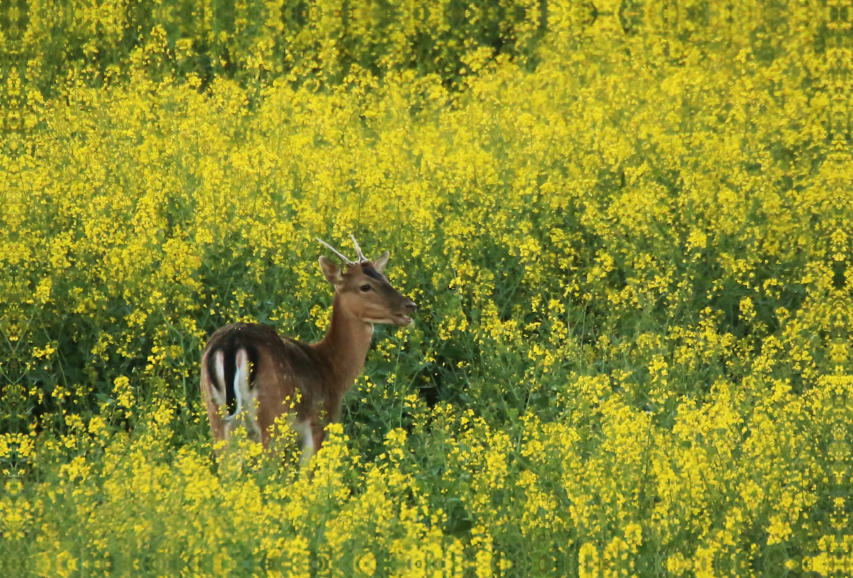 Damhirsch im Raps