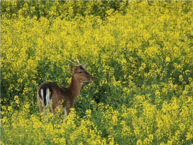 Damhirsch im Raps