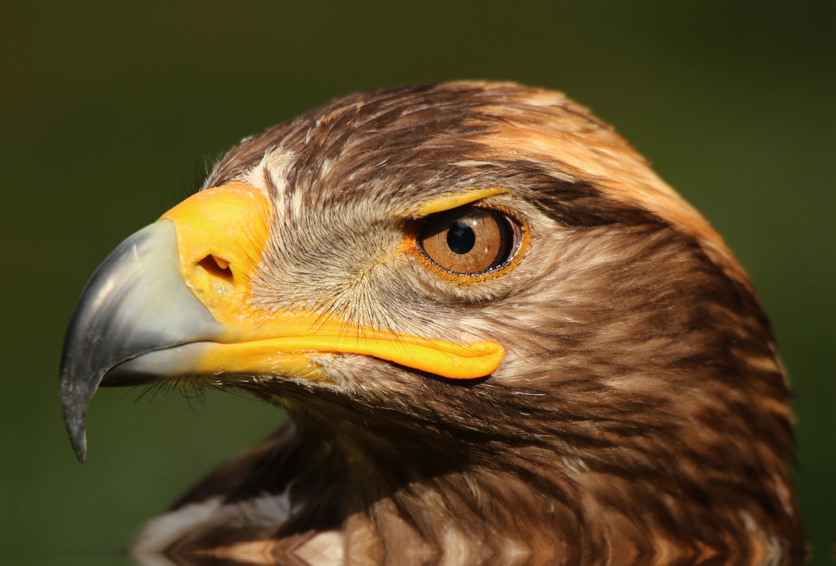 Steinadler