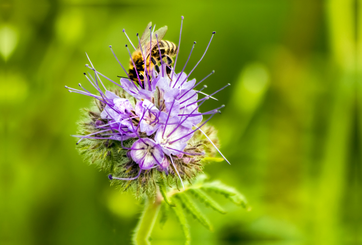 Honigbiene auf Blume