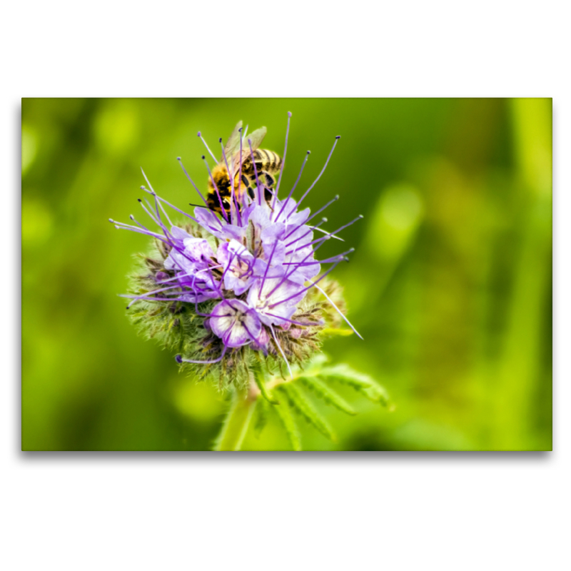 Honigbiene auf Blume