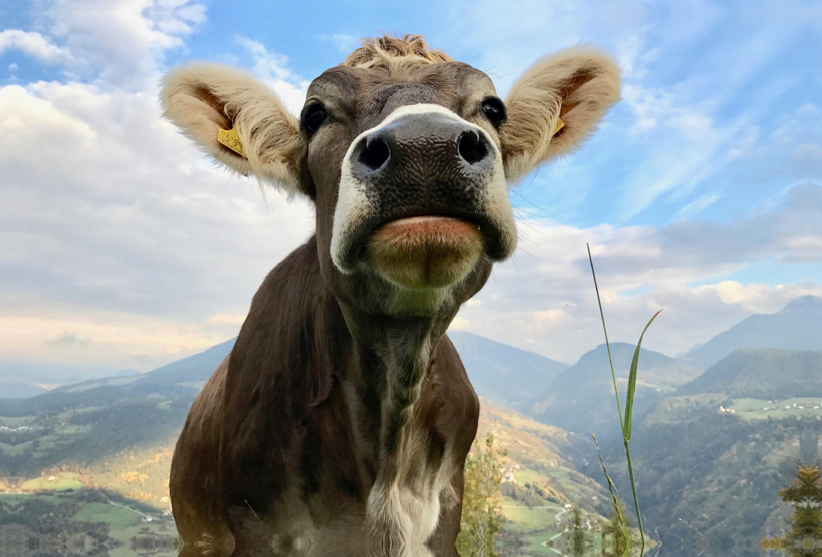 Stolze Kuh am Ritten, Südtirol