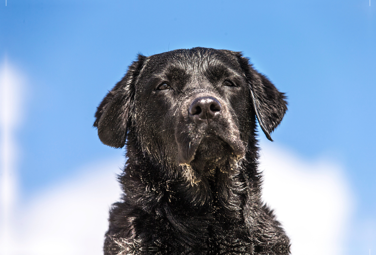 Schwarzer Labrador am Strand