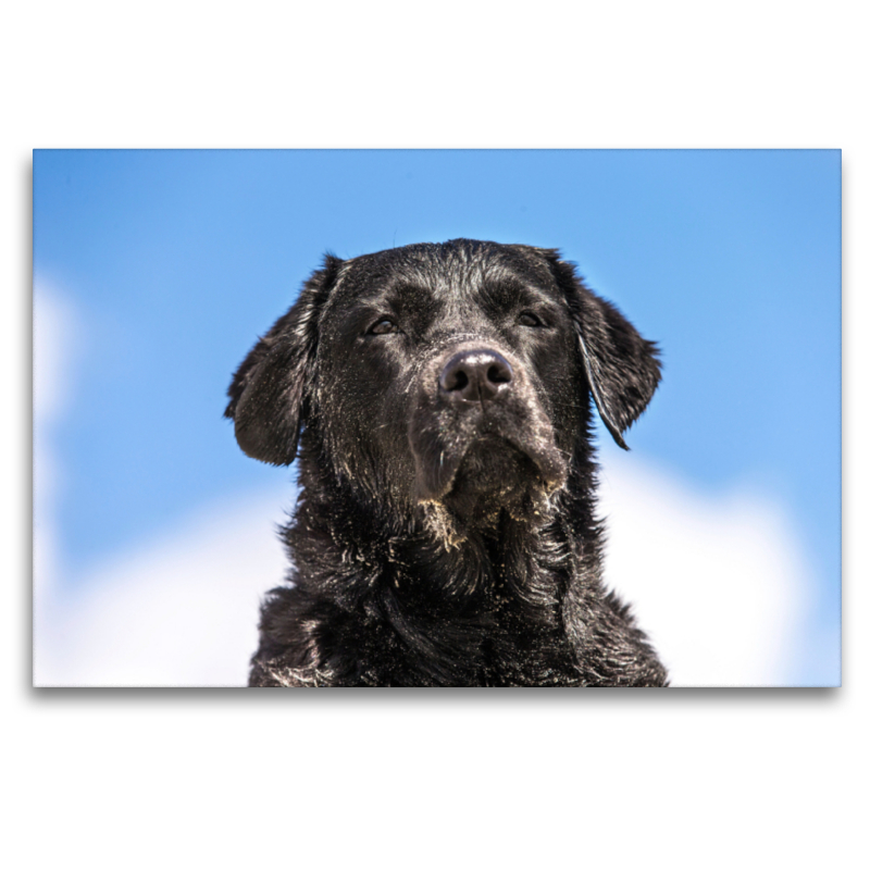 Schwarzer Labrador am Strand