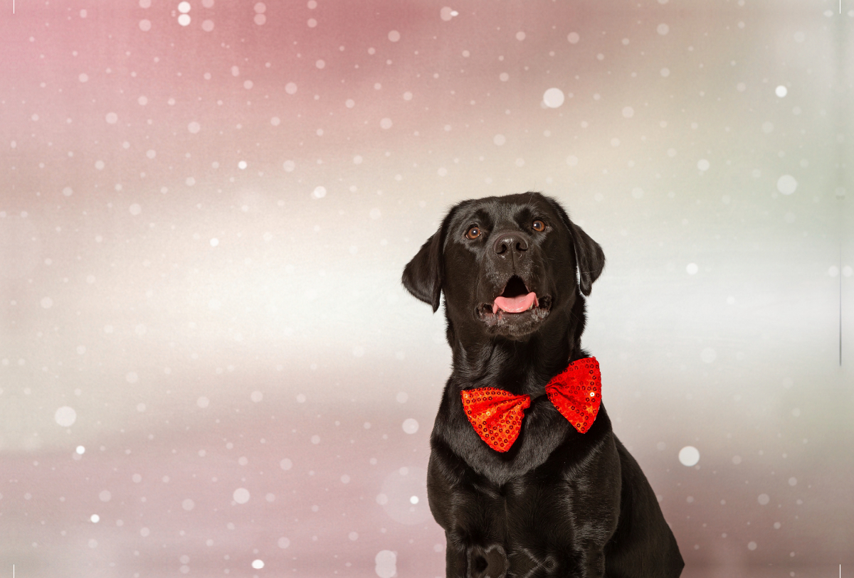 Fröhliche Weihnachten wünscht dieser festliche Labrador!