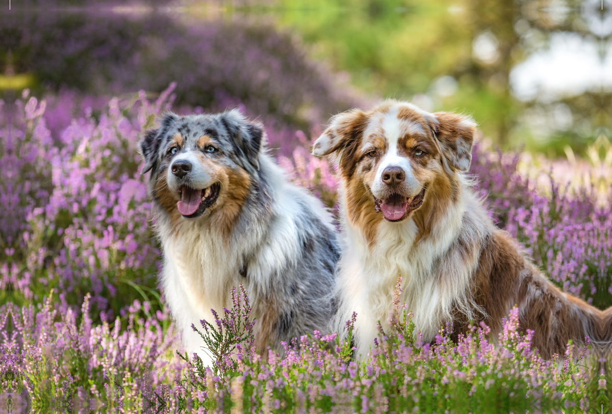 Zwei Australian Shepherds sitzen strahlend in der lila Heidelandschaft