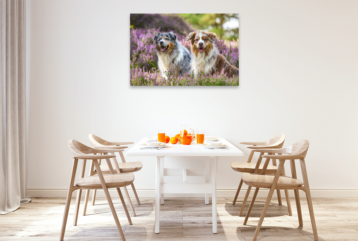 Zwei Australian Shepherds sitzen strahlend in der lila Heidelandschaft