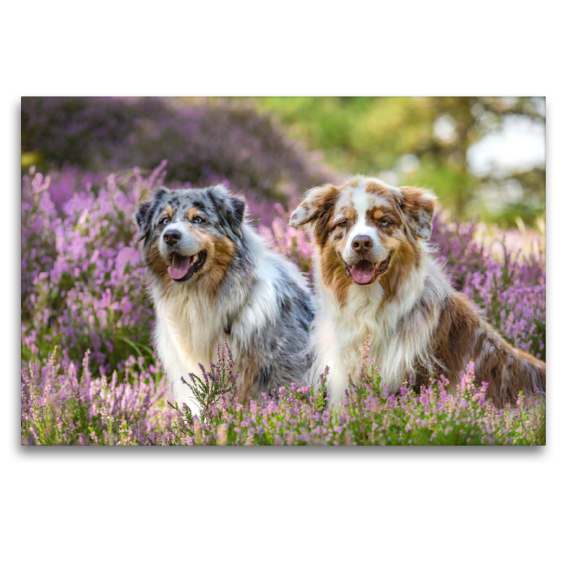 Zwei Australian Shepherds sitzen strahlend in der lila Heidelandschaft