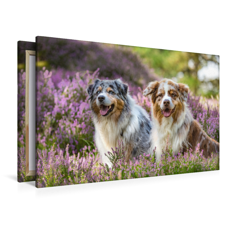 Zwei Australian Shepherds sitzen strahlend in der lila Heidelandschaft