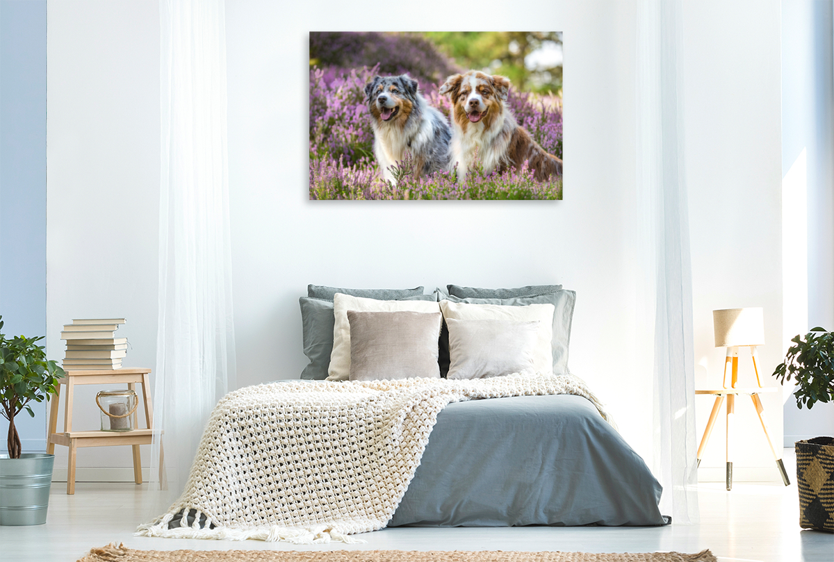 Zwei Australian Shepherds sitzen strahlend in der lila Heidelandschaft