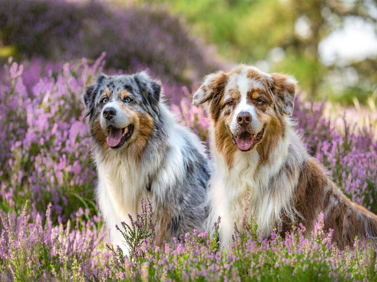 Zwei Australian Shepherds sitzen strahlend in der lila Heidelandschaft
