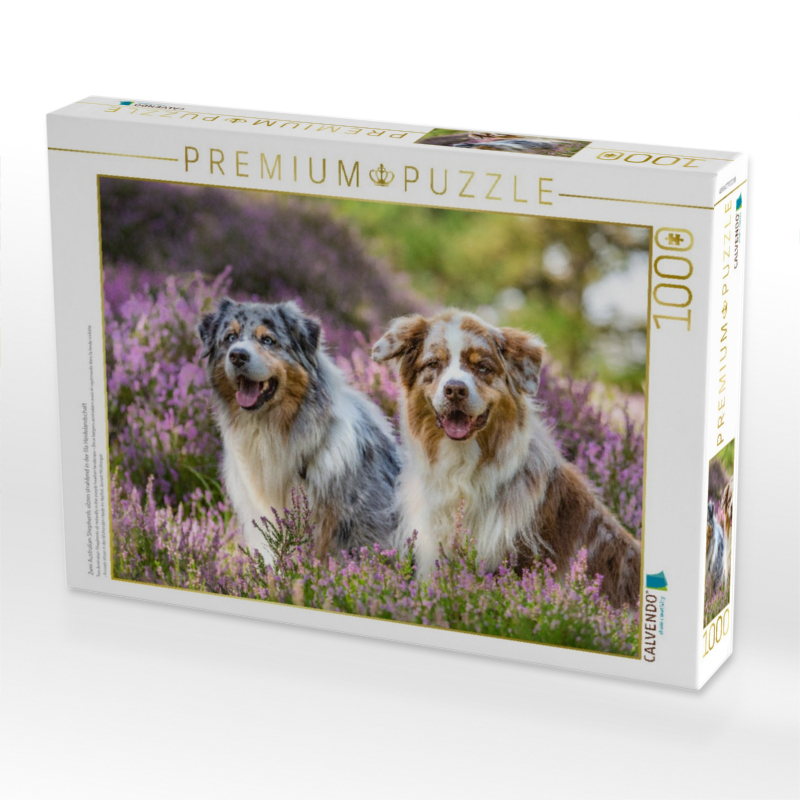 Zwei Australian Shepherds sitzen strahlend in der lila Heidelandschaft