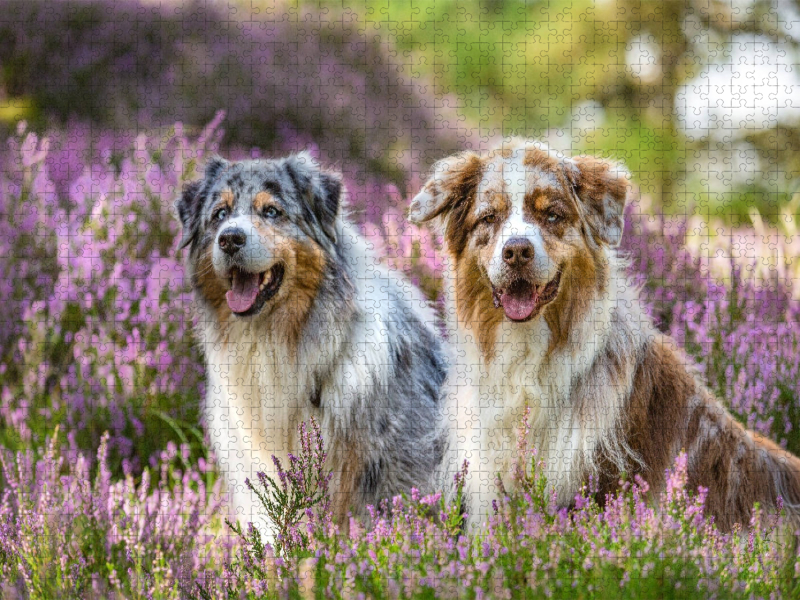 Zwei Australian Shepherds sitzen strahlend in der lila Heidelandschaft